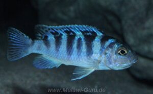 Metriaclima lombardoi 'Nkhomo Reef' Galerie Metriaclima lombardoi 'Nkhomo Reef'